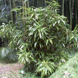 Bamboo Indocalamus latifolius